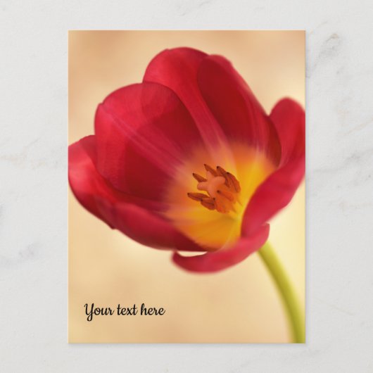 Enkele Roze Tulp Briefkaart (Voorkant)