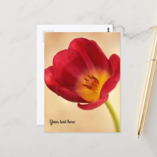 Enkele Roze Tulp Briefkaart (Voorkant / Achterkant in situ)