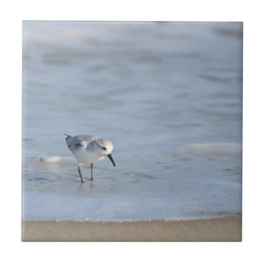 Enkele strandloper loopt op het strand  tegeltje (Voorkant)