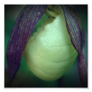 Enkele Witte Dame Slipper Orchidee Bloem 8x8 Foto Afdruk