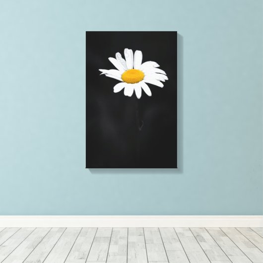 Enkele witte en gele Daisy Flower op zwart Canvas Afdruk (Insitu (Houten vloer))