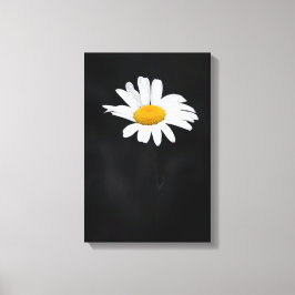 Enkele witte en gele Daisy Flower op zwart Canvas Afdruk