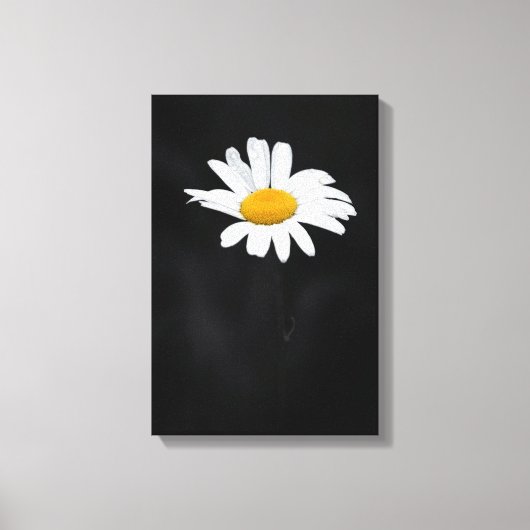 Enkele witte en gele Daisy Flower op zwart Canvas Afdruk (Voorkant)