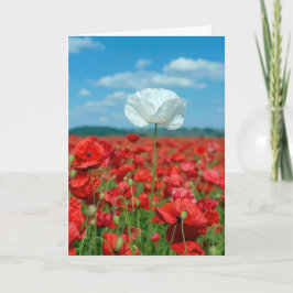 Enkele Witte Klaproos in een Rood Klaprozenveld Kaart