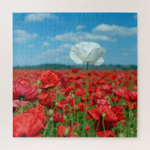 Enkele witte klaproos in een veld met rode klaproz legpuzzel