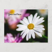 Enkele Witte Madelief Ansichtkaart Briefkaart (Voorkant)