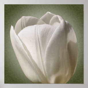 Enkele witte tulp bloem poster