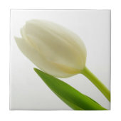 Enkele witte tulp tegeltje (Voorkant)