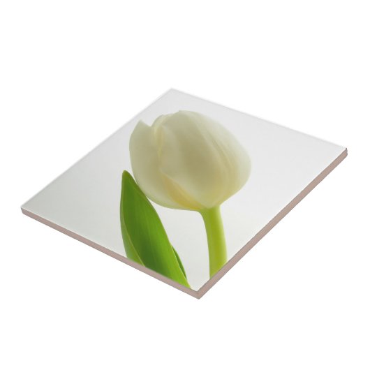Enkele witte tulp tegeltje (Zijkant)