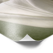 Enkele witte tulpenbloem 8x8 foto afdruk (Hoek)