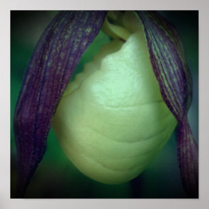 Enkele Witte Vrouwenschoen Orchidee Bloem Close-up Poster