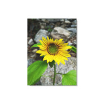 enkele zonnebloem canvas print