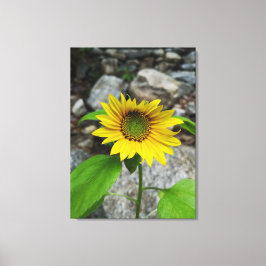 enkele zonnebloem canvas print