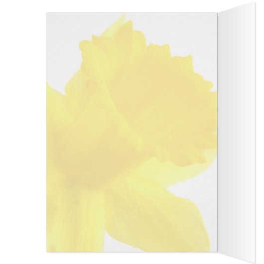Enkelgele Narcissus Daffodil (Binnen (Links))