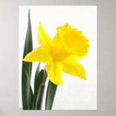 Enkelgele Narcissus Daffodil Poster (Voorkant)