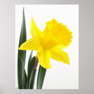 Enkelgele Narcissus Daffodil Poster