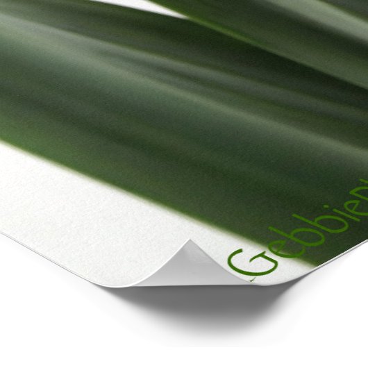 Enkelgele Narcissus Daffodil Poster (Hoek)