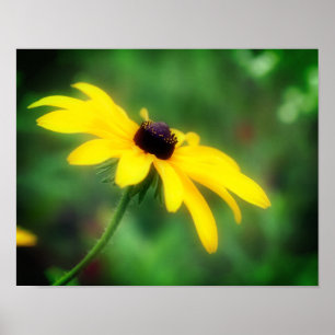 Enkelnegroogige Susan Daisy Flower Poster