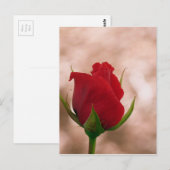 Enkelroze Briefkaart (Voorkant / Achterkant)