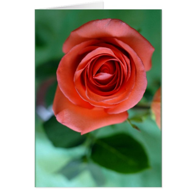 Enkelroze roze roze roze (Voorkant)
