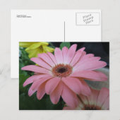 Enkelroze ventilator briefkaart (Voorkant / Achterkant)