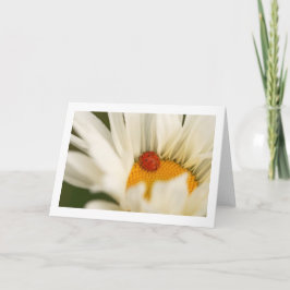 Enkelvoudig Ladybug gevouwen blanco Wenskaart Kaart