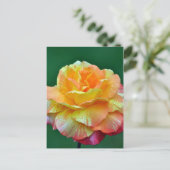 Enkelvoudig oranje roos briefkaart (Staand voorkant)