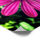 Enkelvoudig Paars-Afrikaanse Daisy Flower Poster (Hoek)