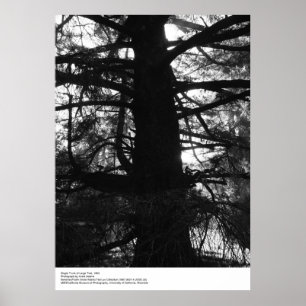 Enkelvoudige boomstam van Grote Boom, 1963, door A Poster