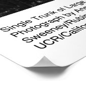 Enkelvoudige boomstam van Grote Boom, 1963, door A Poster (Hoek)