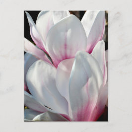 Enkelvoudige Magnolia Flower Briefkaart