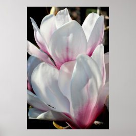 Enkelvoudige Magnolia Flower Poster