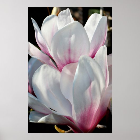 Enkelvoudige Magnolia Flower Poster (Voorkant)