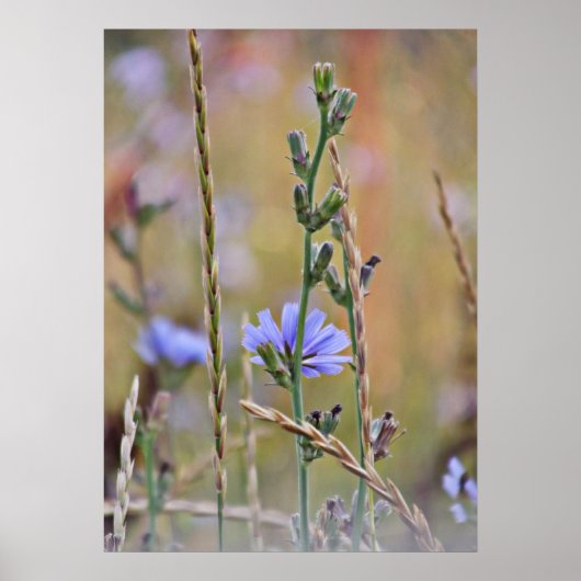 Enkelvoudige Paarse wilde bloem Poster (Voorkant)