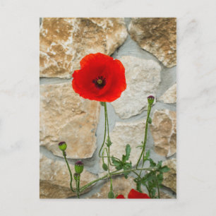 Enkelvoudige papaverbloem en een stenen muur erach briefkaart