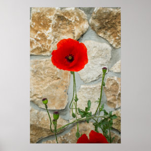 Enkelvoudige papaverbloem en een stenen muur erach poster