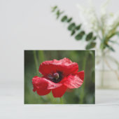 Enkelvoudige rode papaver briefkaart (Staand voorkant)