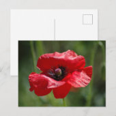 Enkelvoudige rode papaver briefkaart (Voorkant / Achterkant)
