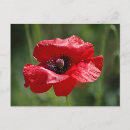 Enkelvoudige rode papaver briefkaart (Voorkant)