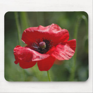 Enkelvoudige rode papaver muismat