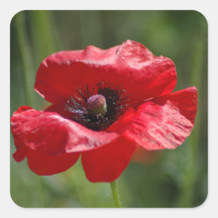 Enkelvoudige rode papaver vierkante sticker