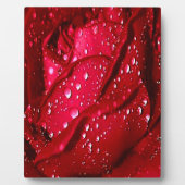 Enkelvoudige Rode Rom in de regen Fotoplaat (Voorkant)