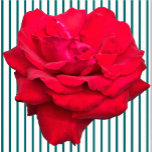 Enkelvoudige rode rozenbedekking staand fotobeeldje<br><div class="desc">Dit Single Red Rose-ontwerp van Zazzle en Elizabeth's Creative Navolging kenmerkt één rode roos. Het is ook verkrijgbaar met één gele roos, één roze roze roos of één witte roos. Rode rozen symboliseren liefde en passie, gele rozen symboliseren vriendschap, roze rozen symboliseren bewondering of affectie, en witte rozen, bekend als...</div>