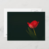 Enkelvoudige rode tulp briefkaart (Voorkant / Achterkant)