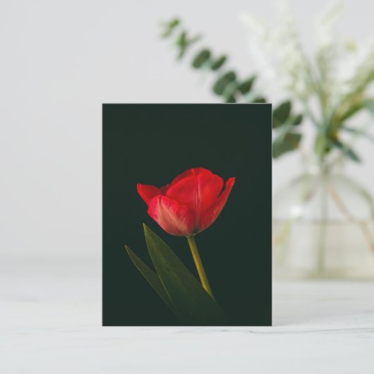 Enkelvoudige rode tulp briefkaart (Staand voorkant)