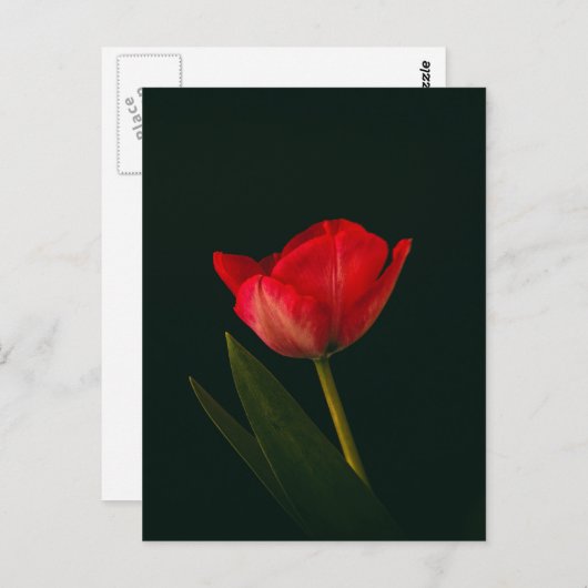Enkelvoudige rode tulp briefkaart (Voorkant / Achterkant)