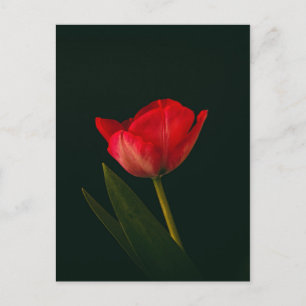 Enkelvoudige rode tulp briefkaart
