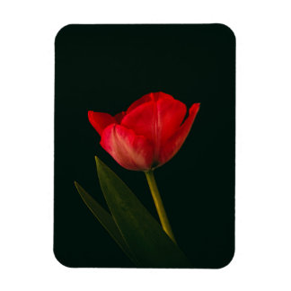 Enkelvoudige rode tulp magneet