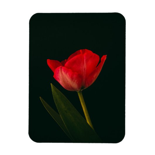 Enkelvoudige rode tulp magneet (Verticaal)