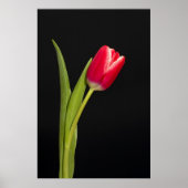 Enkelvoudige rode tulp op zwarte achtergrond poster (Voorkant)